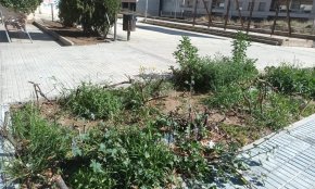 Retiren els arbustos trasplantats a la zona de l'antiga estació després de les queixes dels veïns