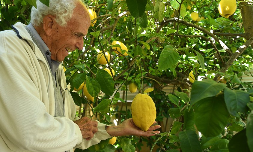 Joan Martí sosté una llimona de grans dimensions del llimoner del seu jardí