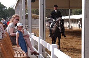 Més de 200 cavalls i 45 ramaderies participen a la quarta edició de la Fira del Cavall
