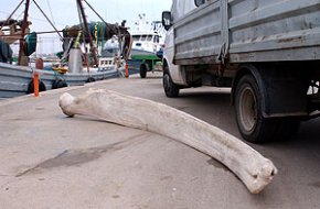 Una barca d'arrossegament captura un os de balena d'uns tres metres de llargada