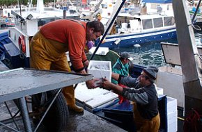 Les barques de l'arrossegament reprenen l'activitat pesquera després de la miniveda