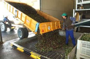 La Cooperativa Agrícola produirà enguany 800.000 litres d'oli amb l'entrada de 4 milions de quilos d'olives