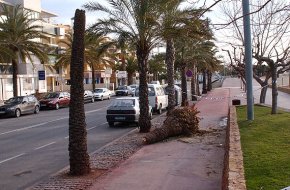 Ratxes de vent de fins a 106 km/h provoquen la caiguda d'arbres a l'avinguda de la Diputació