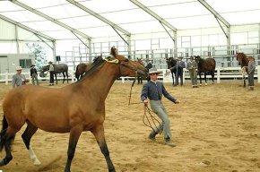 Els cavalls comencen a desfilar en el Concurs Morfològic de la Fira del Cavall 