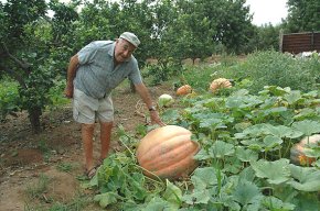 Un pagès cambrilenc aconsegueix una bona collita de carabasses gegants