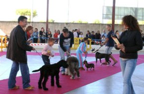 Una seixantena de gossos van participar a la III Trobada de Gossos de Cambrils