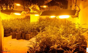 Els Mossos d'Esquadra detenen dos homes a Reus i desmantellen tres plantacions interiors de marihuana