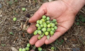 Unió de Pagesos preveu una collita d'olives «molt baixa» al Camp de Tarragona per la sequera
