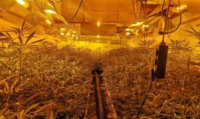 Almenys set detinguts i 2.000 plantes de marihuana intervingudes pels Mossos d'Esquadra a Vila-seca i El Catllar