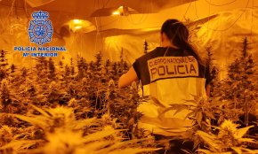 Desarticulada una organització criminal dedicada al tràfic internacional de marihuana a gran escala