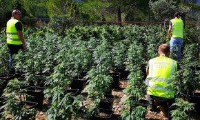 La Guàrdia Civil desmantella una plantació de marihuana a Masboquera