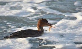 Cinc becs de serra (Mergus serrator) visiten Cambrils