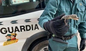 Intervenen dues cries de caiman vives a un veí de Mont-roig del Camp que les exhibia al carrer per vendre-les