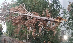 Un arbre queda suspès damunt el cablejat de l'antiga via fèrria a l'alçada de Vilafortuny