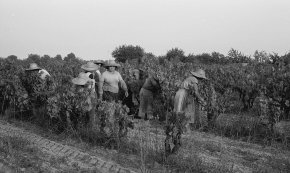 Cambrils, «un paisatge de vinyes verdes vora el mar»