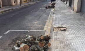 Es talen diversos plataners de la via pública a la zona de la Parellada