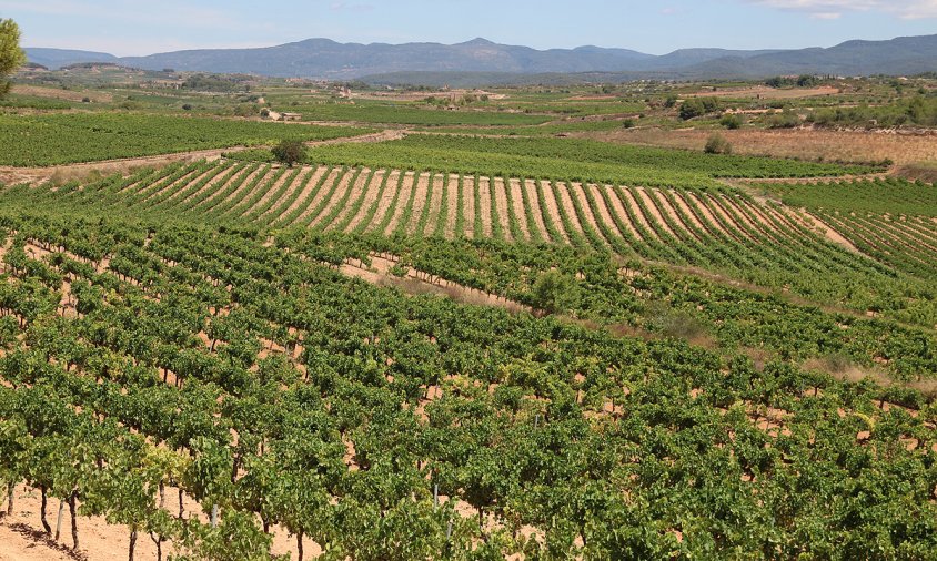 Panoràmica de vinyes de la DO Tarragona, a la comarca de l'Alt Camp