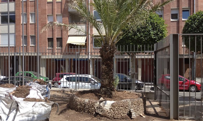 La nova palmera ja es troba al pati de l'Ermita