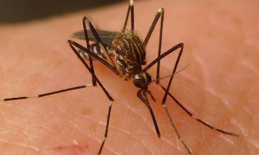 Mosquit "Aedes Japonicus" causant del Virus del Nil