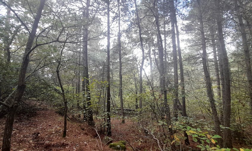 Imatge d'un bosc de Prades