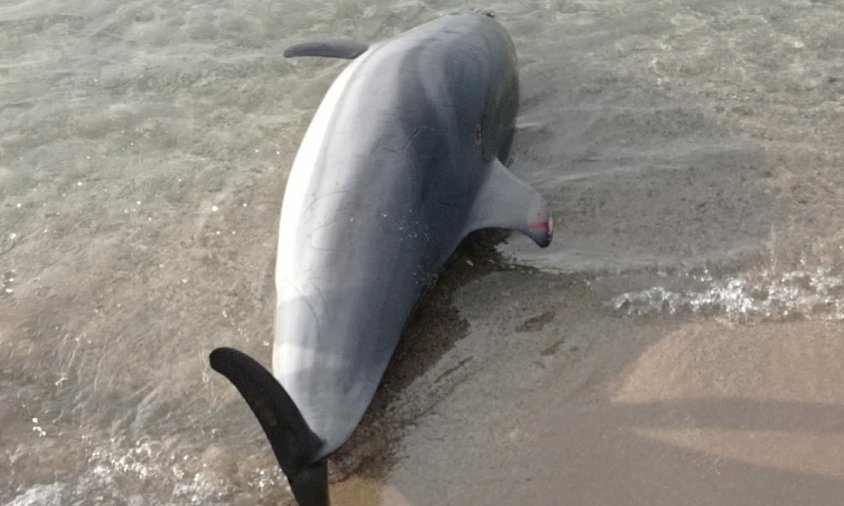 El dofí mort a la platja de l'Ardiaca