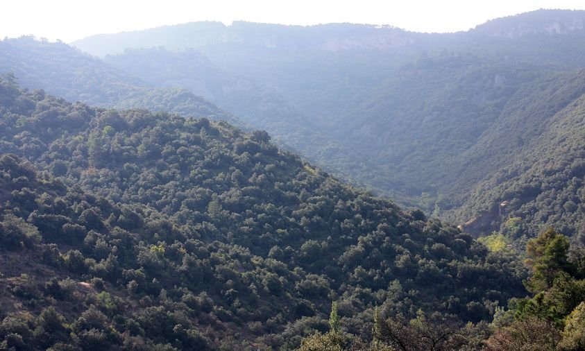 Imatge general de l'entorn del Bosc de Poblet, a les Muntanyes de Prades