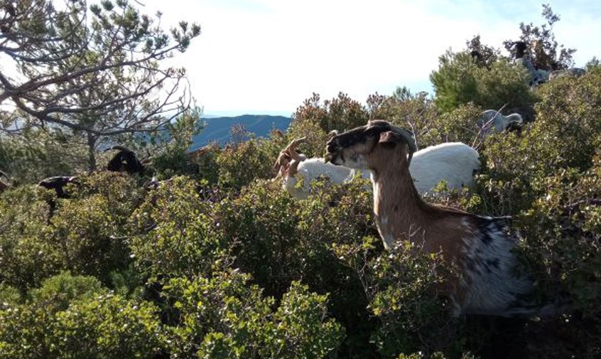 S'han concedit 175.000 € a 16 Agrupacions de Defensa Forestal (ADF) del Camp de Tarragona, les Terres de l’Ebre i el Baix Penedès