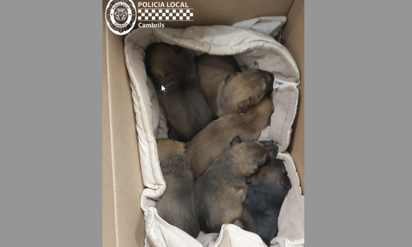 Imatge dels sis cadells de gos que van ser lliurats a la Policia i que es van entregar a l'associació animal