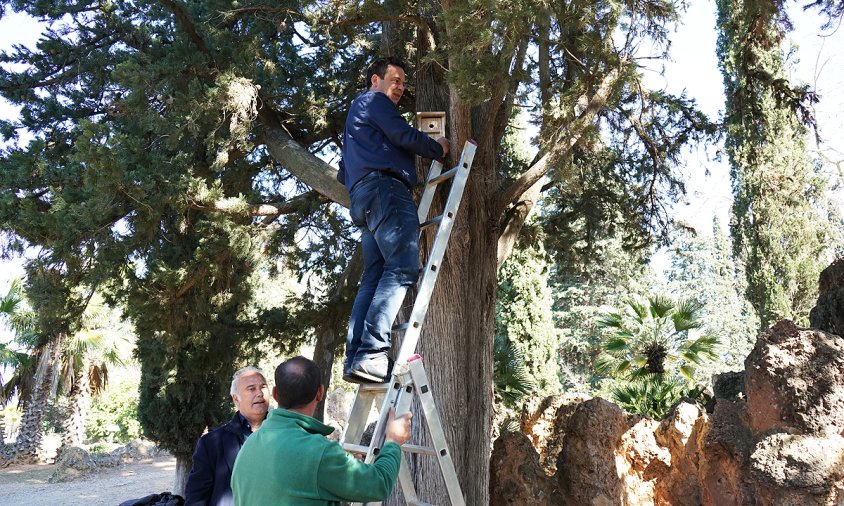 L'alcalde, Oliver Klein, va col·locar una de les 10 caixes-niu a un dels arbres del recinte del Parc Samà