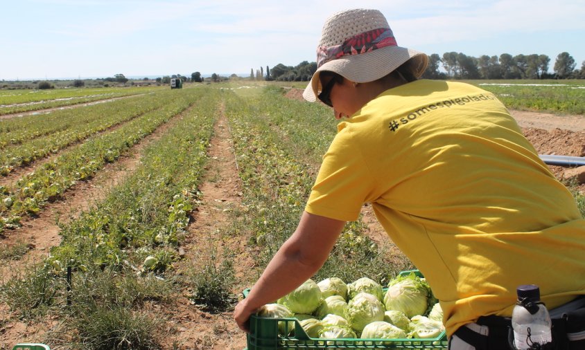 Tots els aliments que recull Espigoladors son donats a organitzacions socials