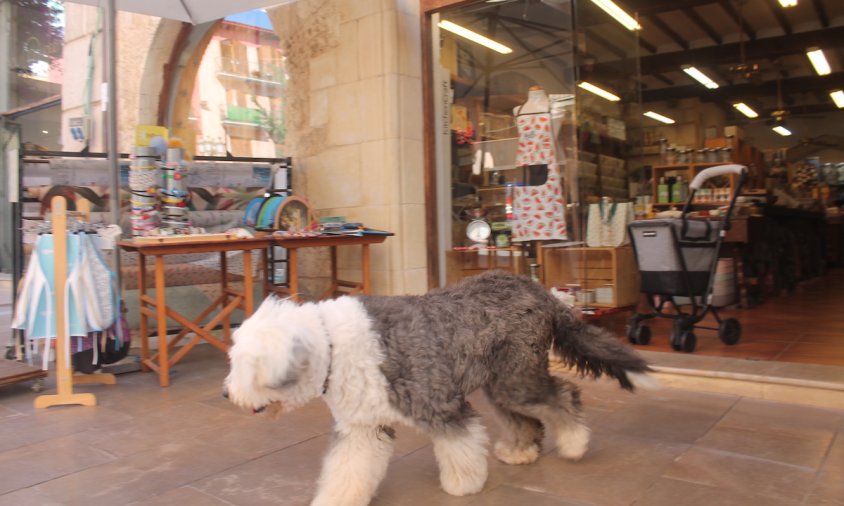 Imatge d'una mascota passejant per un comerç