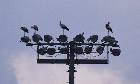 Un grup de cigonyes aturades a les torres d'il·luminació de la pista d'atletisme, ahir al vespre