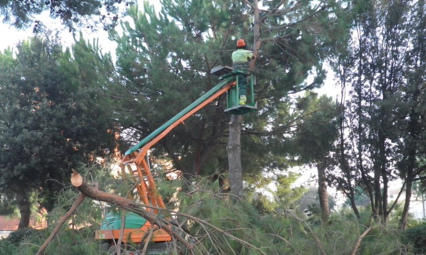 Els operaris ja han començat a talar els arbres de la rotonda a l'avinguda d'Horta de Santa Maria