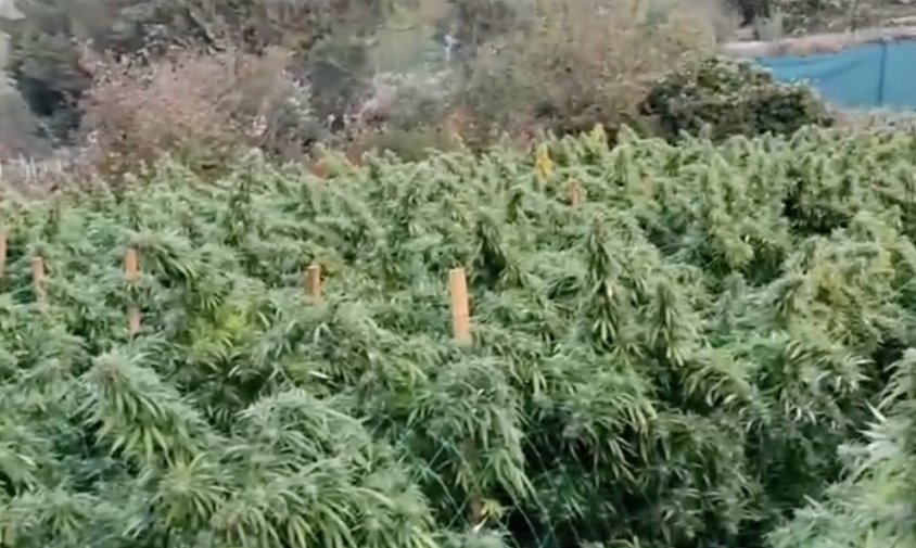 Plantació de marihuana a Riudecols