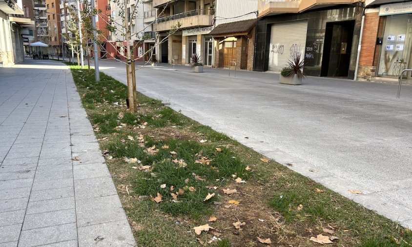 Estat actual de la gespa de la Rambla de Jaume I