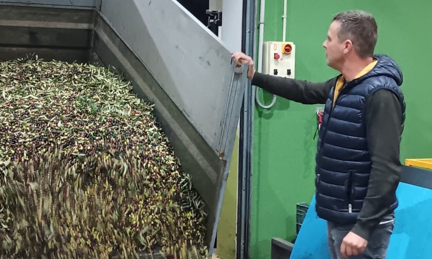 Les olives collides per Jardineria Bordera a la Cooperativa Agrícola de Cambrils