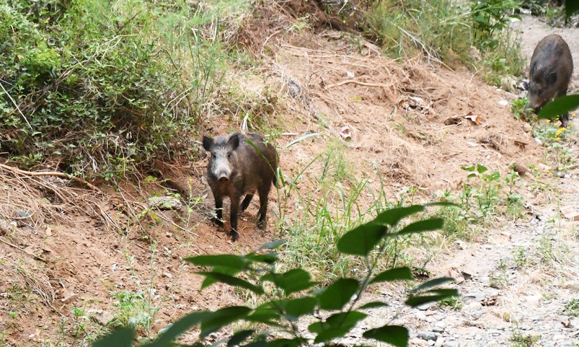 Porcs senglars al barranc de la Mare de Déu del Camí, a tocar del barri de l'Eixample, ara fa un parell d'anys