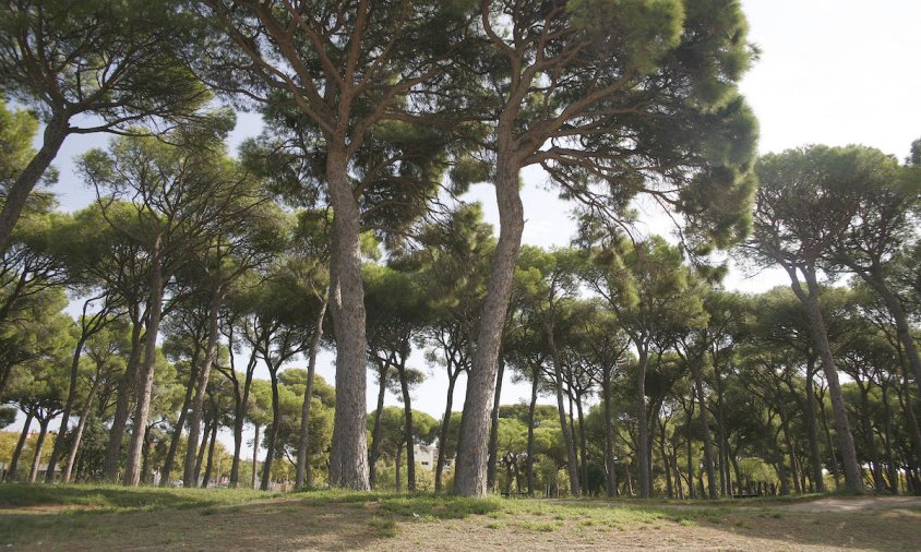 Imatge del Parc del Pinaret, on s'han fet tractaments