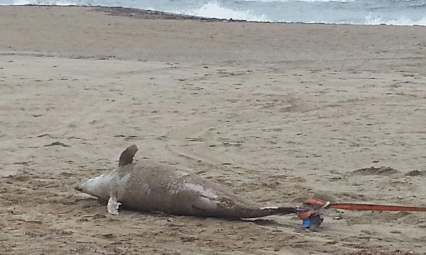 Imatge del dofí mort que va ser localitzat a la platja de l'Ardiaca el passat diumenge