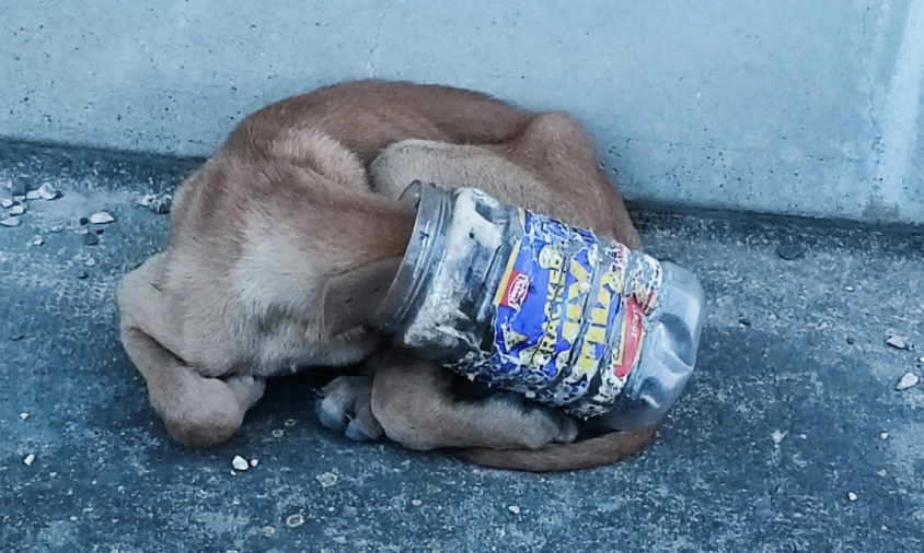 Un dels dos gossets va quedar atrapat amb un pot de plàstic al cap