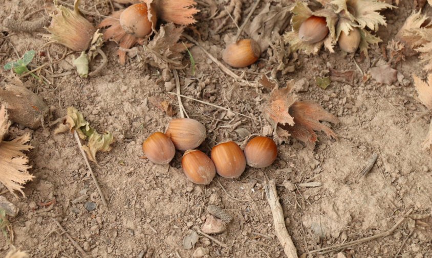 Imatge d'un grapat d'avellanes en una finca de Vilallonga del Camp