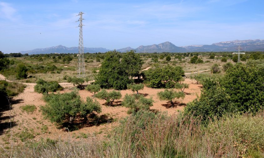 Terrenys de la zona dels Comellarets al terme municipal de Mont-roig del Camp, on s'instal·larà la fàbrica de l'empresa sud-coreana ILJIN Materials