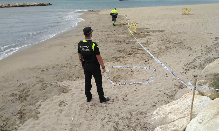 Les cries de tortuga s'han localitzat, aquest matí, a la platja de l'Ardiaca davant de l'hotel El Dorado