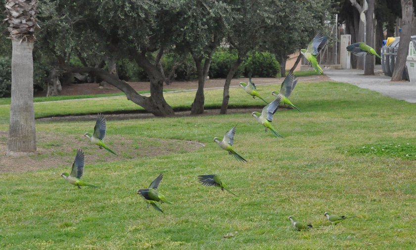 Imatge d'arxiu d'una dotzena de cotorres enlairant-se des d'una zona enjardinada del passeig litoral de Ponent