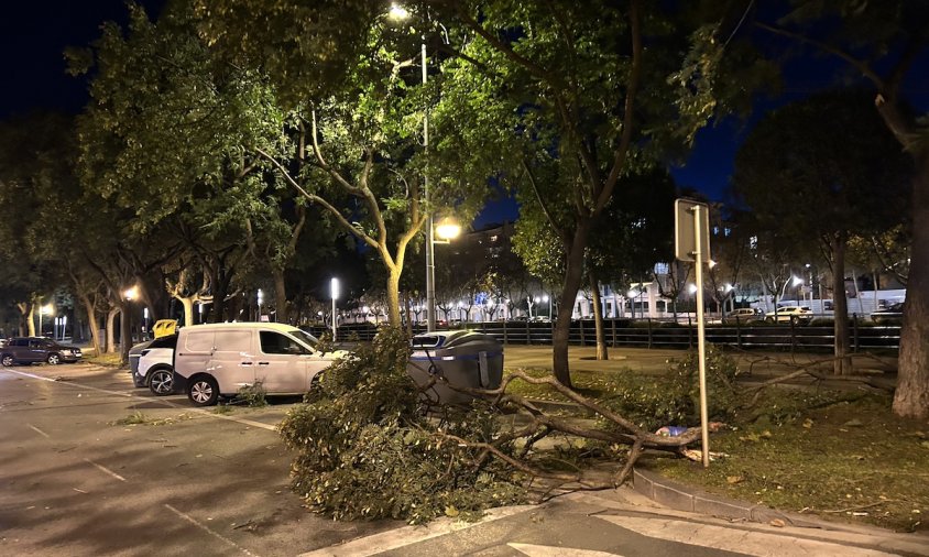 Arbre caigut a l'avinguda dels Països Catalans, ahir a la tarda