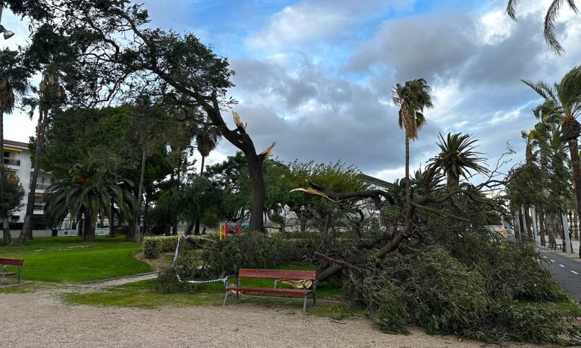 Arbre partit a la zona enjardinada del costat de l'Escola d'Hoteleria i Turisme