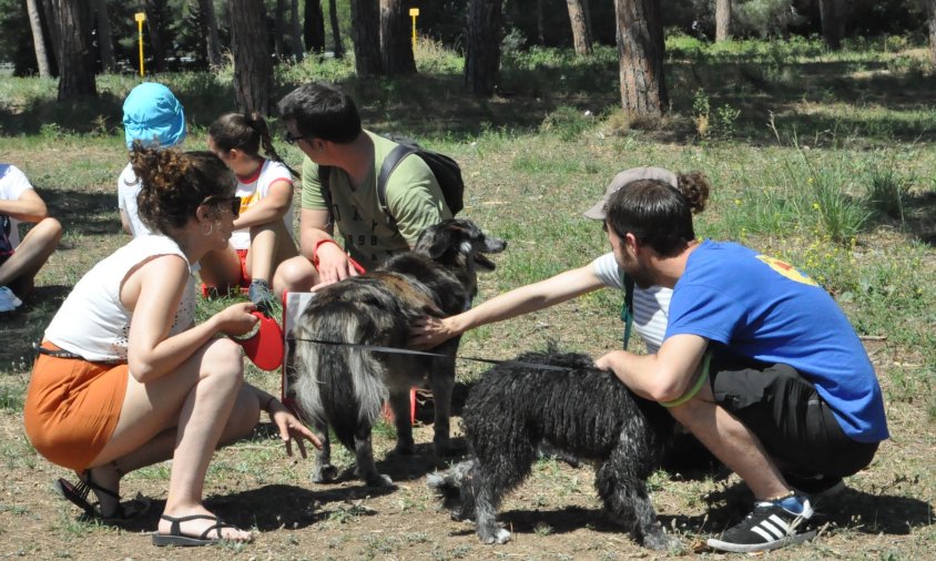 Imatge d'arxiu d'una caminada popular de gossos, el juny de 2019