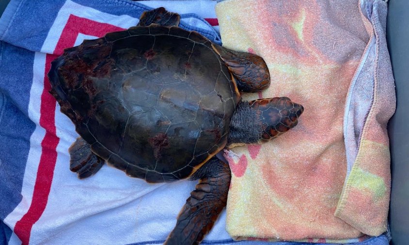 La tortuga tenia diverses ferides a la closca