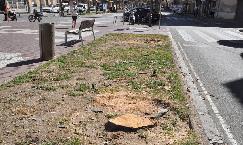 Els arbres de l'avinguda de Josep Vidal i Barraquer van ser talats el dijous de la setmana passada