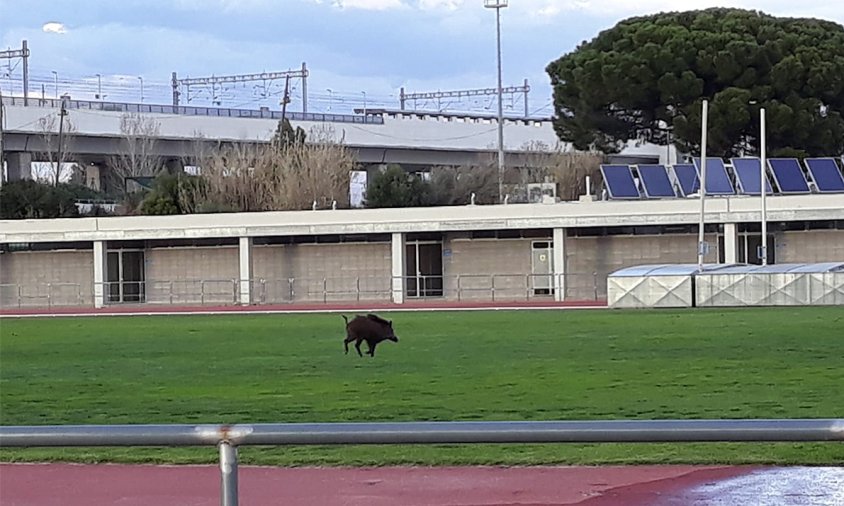 Imatge del porc senglar passejant per la gespa de la pista d'atletisme, el passat dimarts al vespre